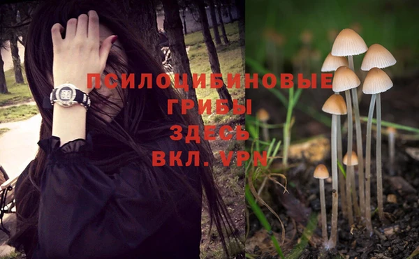 стаф Алзамай